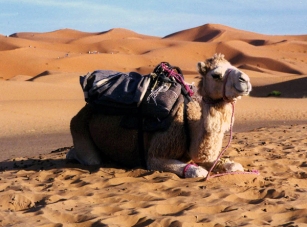 Baby camel in the Sahara Desert of Morocco.