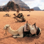 traditional transportation, Wadi Rum, Jordan