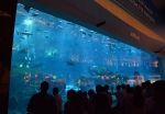Dubai Aquarium, Dubai Mall