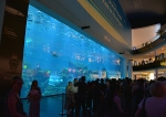 Dubai Aquarium, Dubai Mall