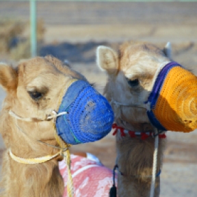 camel races , Nizwa Souk, photo courtesy of Elite Tourism, Oman