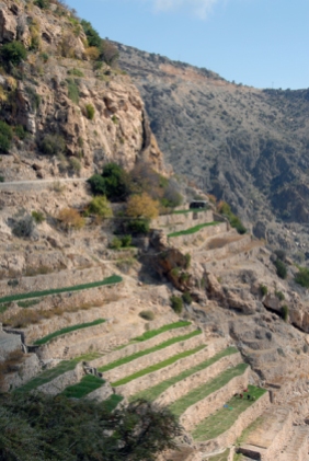 terrace farm, Oman, photo courtesy of Elite Tourism
