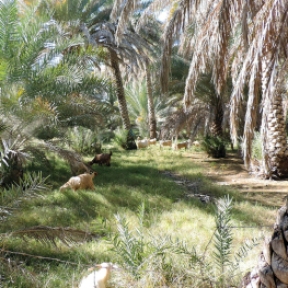 Misfat Al Abryeen, Oman, photo by Sallie Volotzky